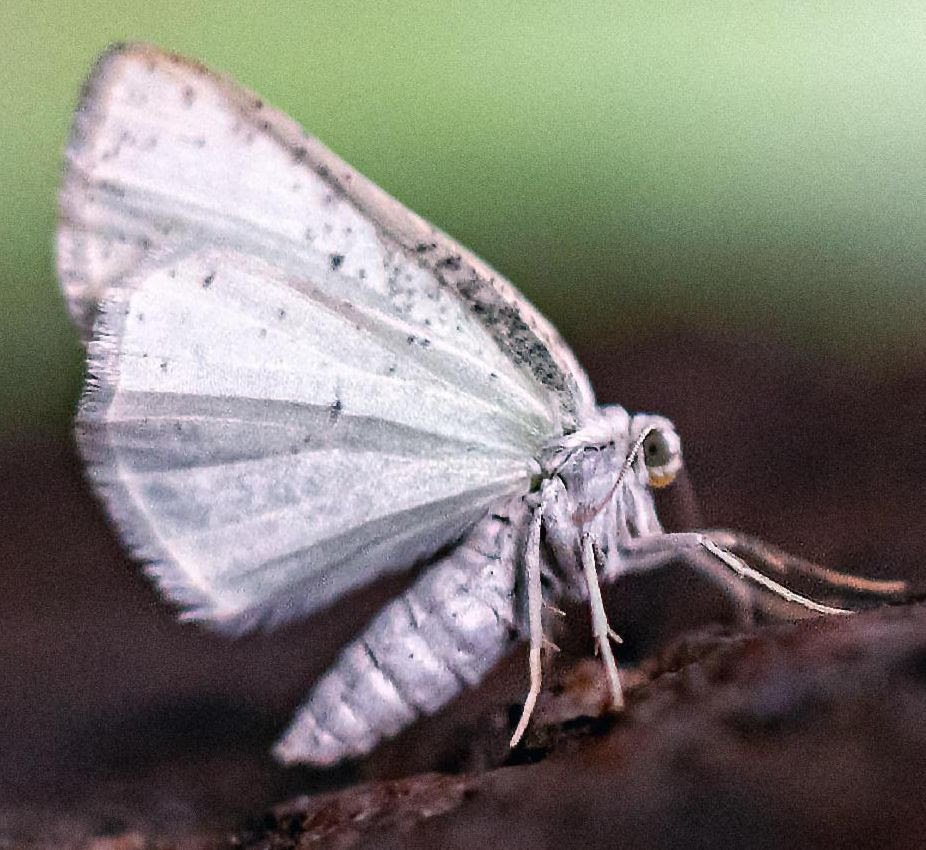 Metamorphosis and Peace