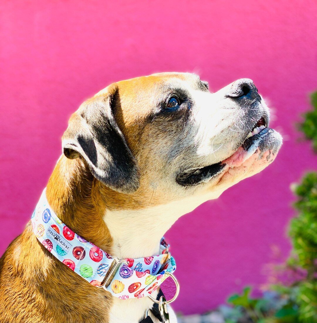 🌸 Sengen is feeling summer vibes in our Mini Donut martingale collar! ⠀⠀⠀⠀⠀⠀⠀⠀⠀
⠀⠀⠀⠀⠀⠀⠀⠀⠀
🌸 We did a photoshoot for Pride together and I loved her at this pink building so much we took a few shots with other prints!⠀⠀⠀⠀⠀⠀⠀⠀⠀
⠀⠀⠀⠀⠀⠀⠀⠀⠀
🌸 This print