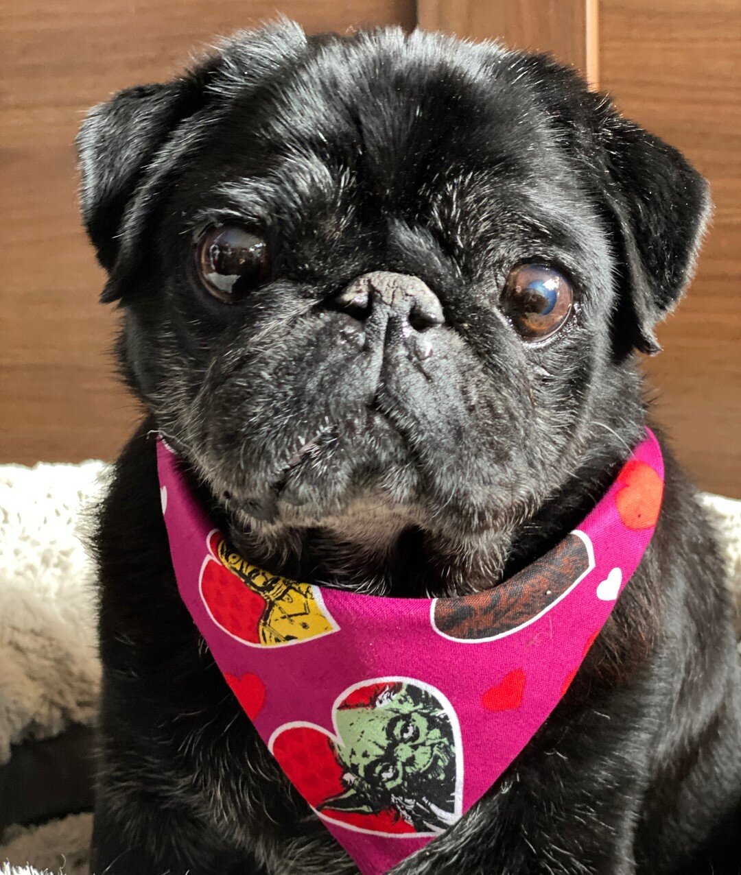 Midge is pulling her weight as PKP model supreme when I need photos to fit in this colour grid! ⠀⠀⠀⠀⠀⠀⠀⠀⠀
⠀⠀⠀⠀⠀⠀⠀⠀⠀
Today she is wearing our Star Wars Valentines tie-on bandana!  This is one of my absolute fav prints!⠀⠀⠀⠀⠀⠀⠀⠀⠀
⠀⠀⠀⠀⠀⠀⠀⠀⠀
I&rsquo;m wor