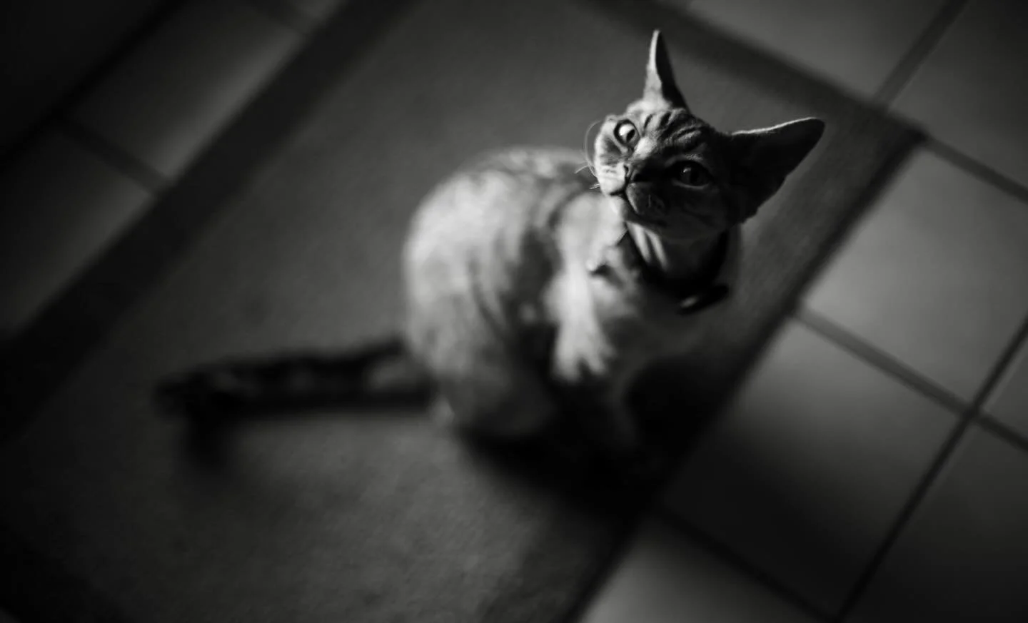 🫀💀
Well I got a Nikon ZF. This may surprise you but I've never much cared for digital cameras. I was intrigued with the possibility of using the adapter that lets me autofocus all my Leica and Nikon lenses. I also love that it feels like my Nikon f