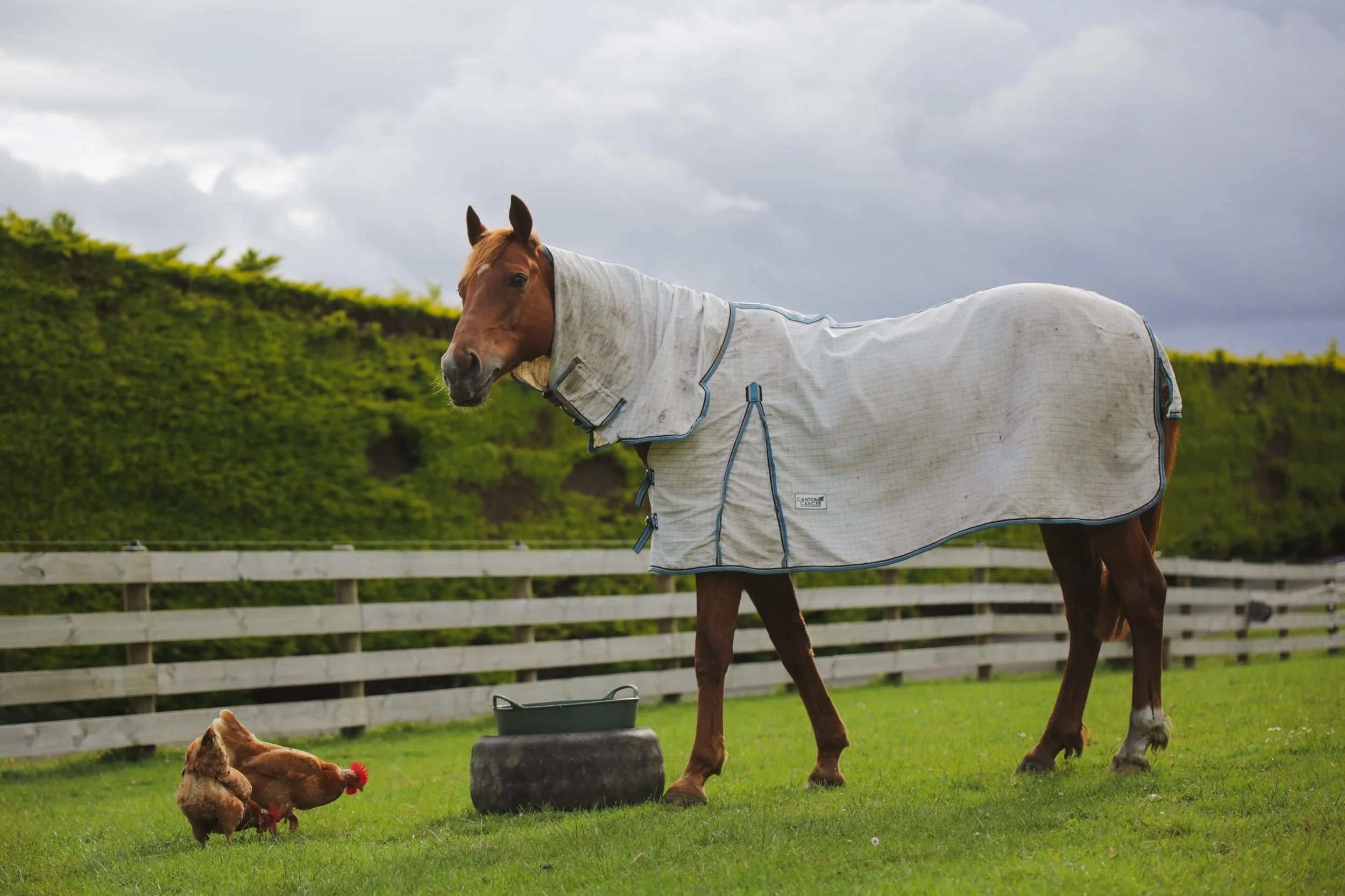 Avian influenza in wild birds – what do horse owners need to know?
