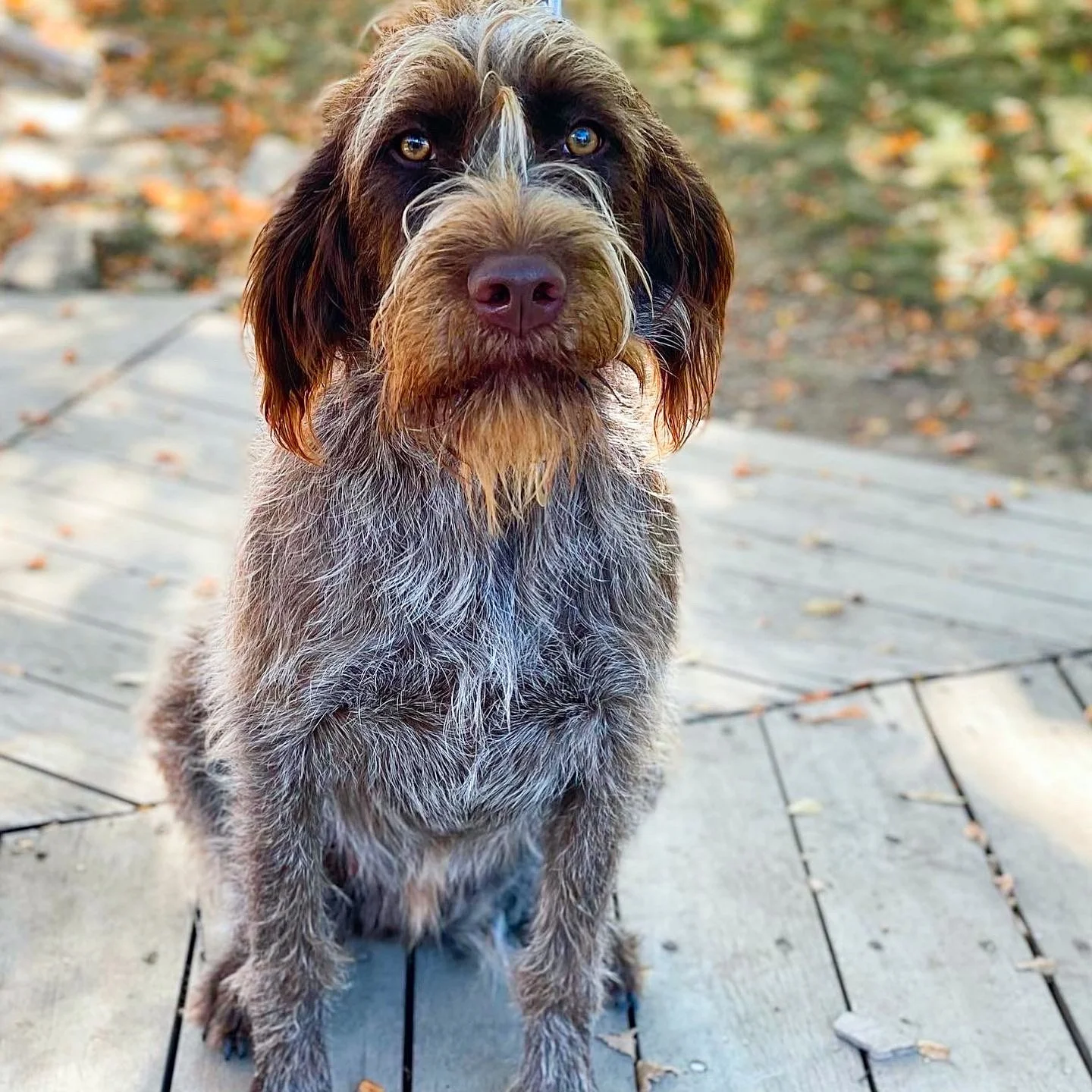 Pedigrees — to Sandpoint Griffons