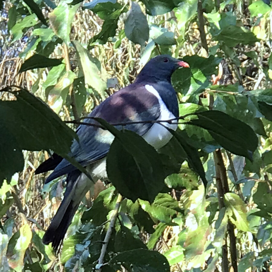 Samadhi Meditation Retreat Kereru 2.jpg