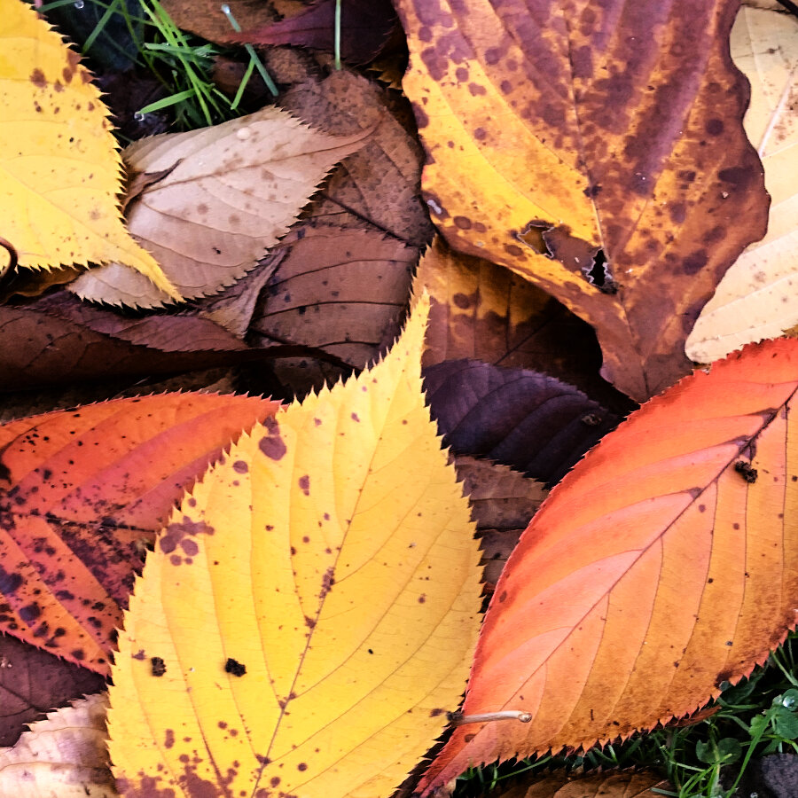 Samadhi Meditation Retreat Autumn Square.jpg