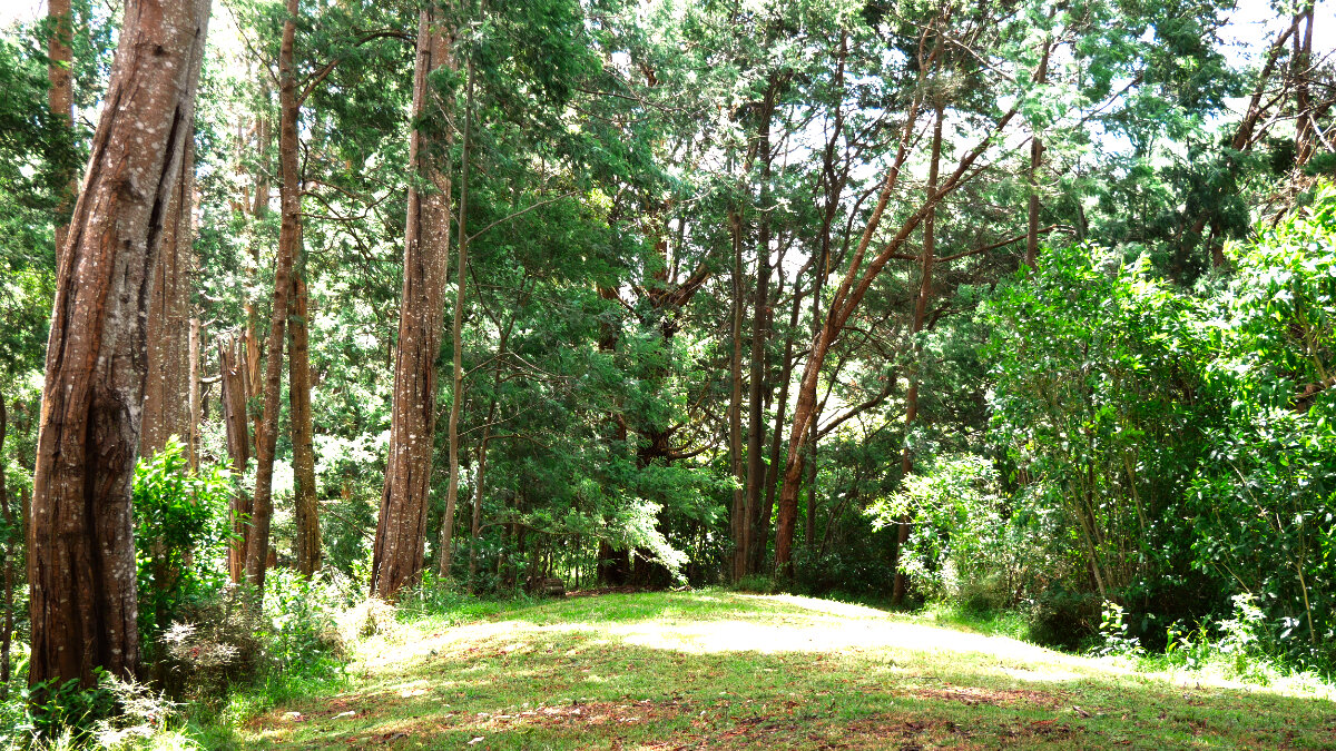 Samadhi Meditation Retreat Grove.jpg