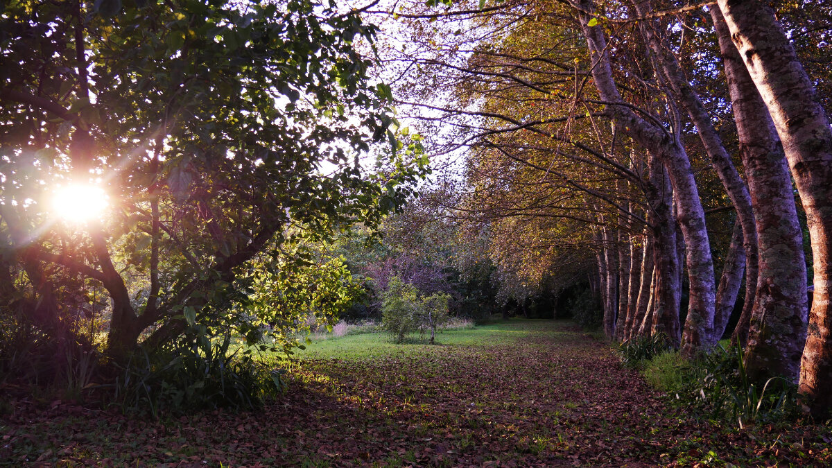 Samadhi Meditation Retreat Avenue.jpg