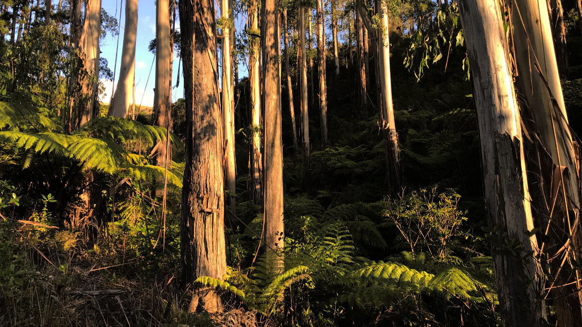 Samadhi Meditation Retreat Bush 2.jpg