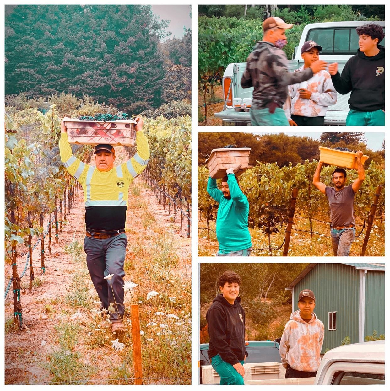 #grape #harvest #2022 is at different stages of #fermentation giving me time to reflect on the essence of #woo , which includes the concept of #favor #excitement #magic and #encouragement . The cycle of the grape and its journey to become a #deliciou