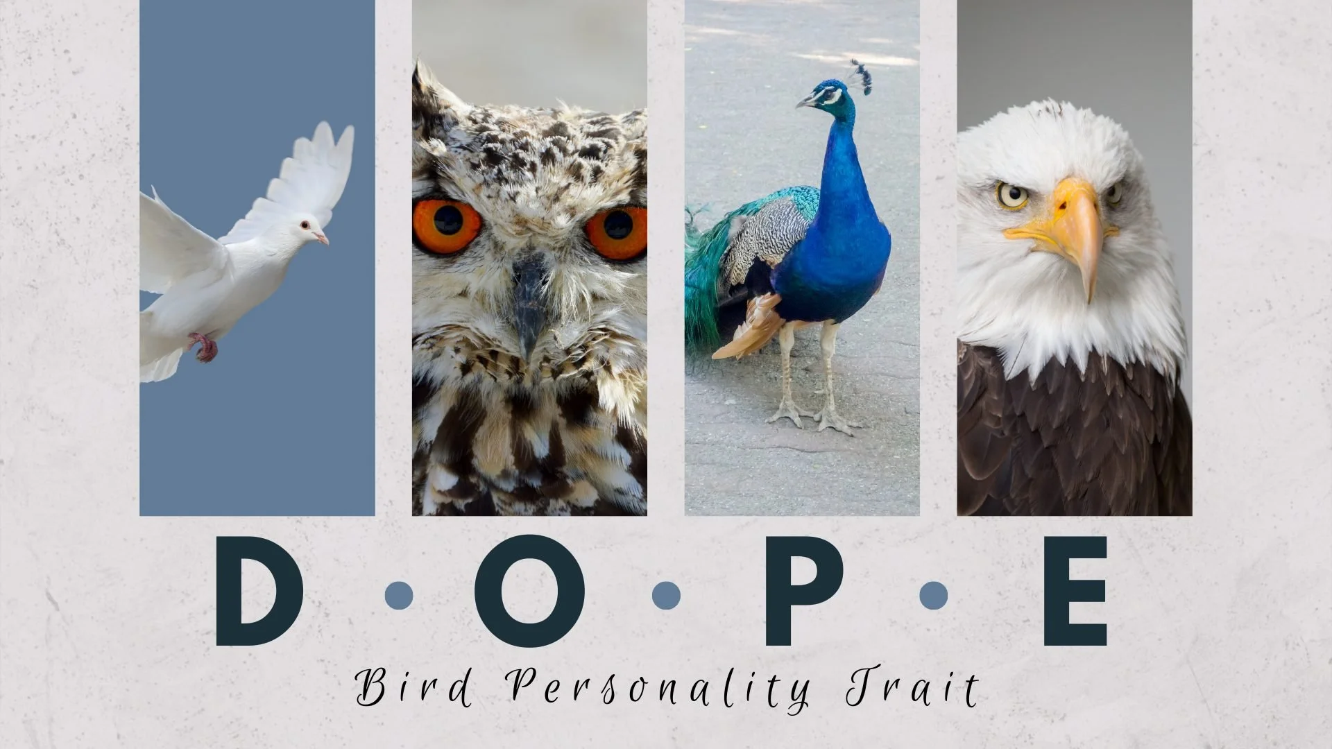 The Birds Personality Preferences Survey