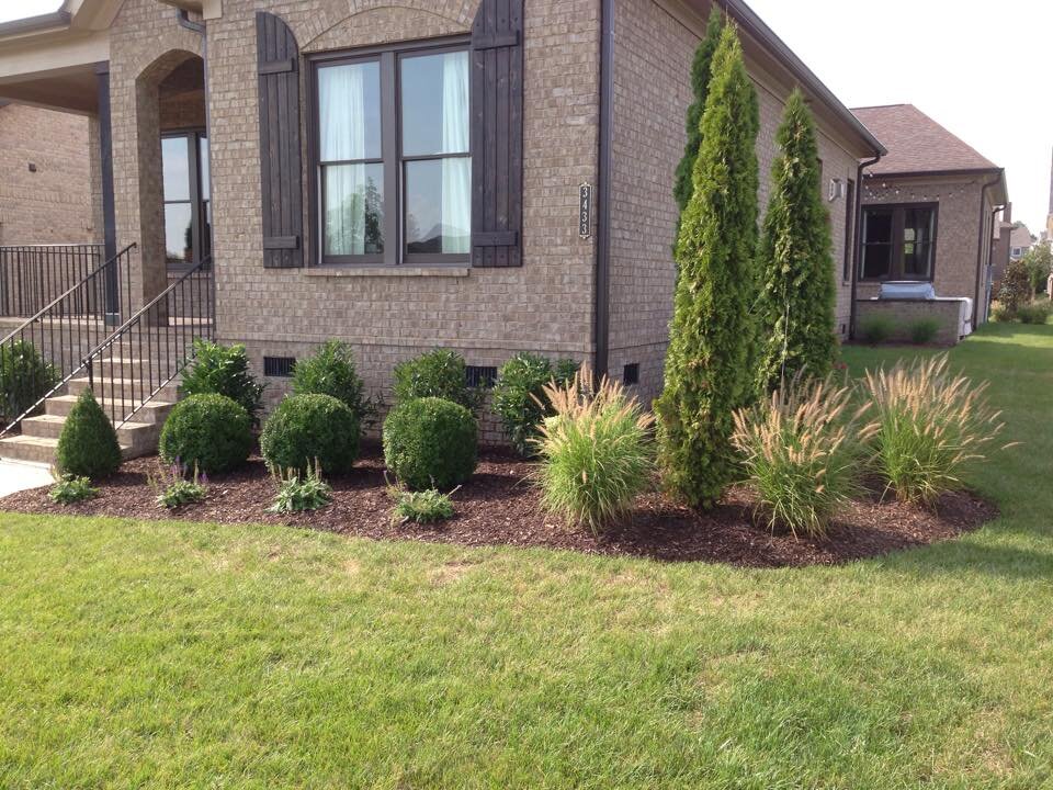 Plant scape.jpg