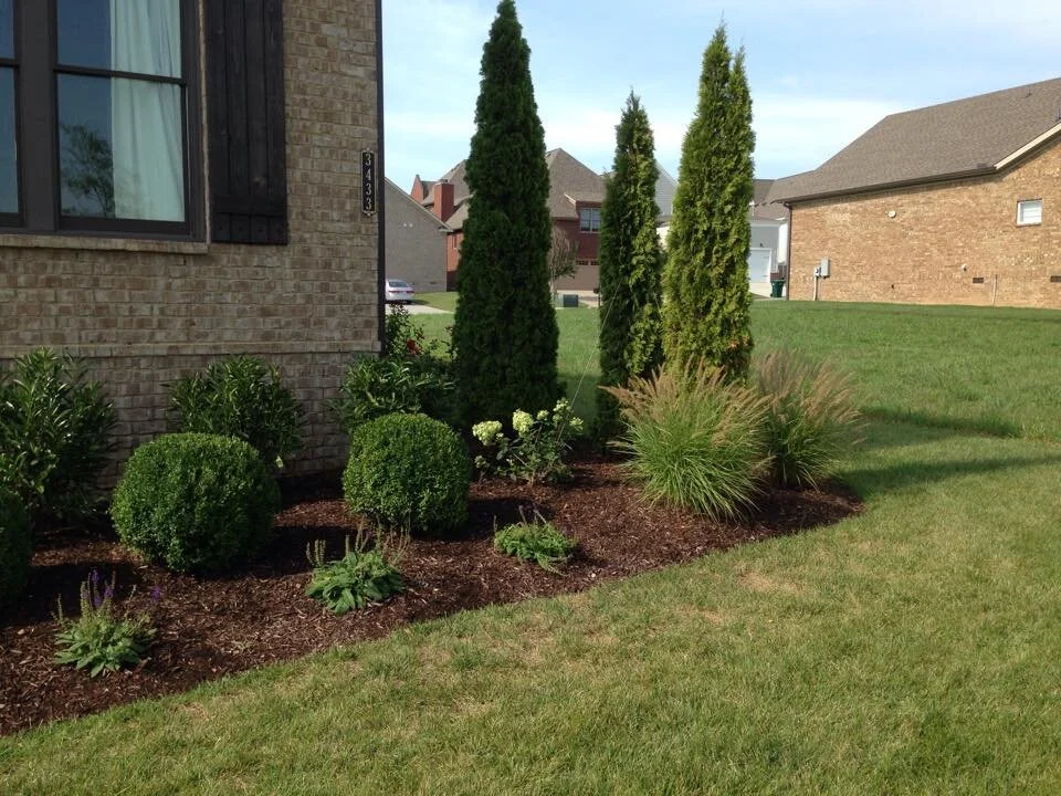 Plant scape 2.jpg