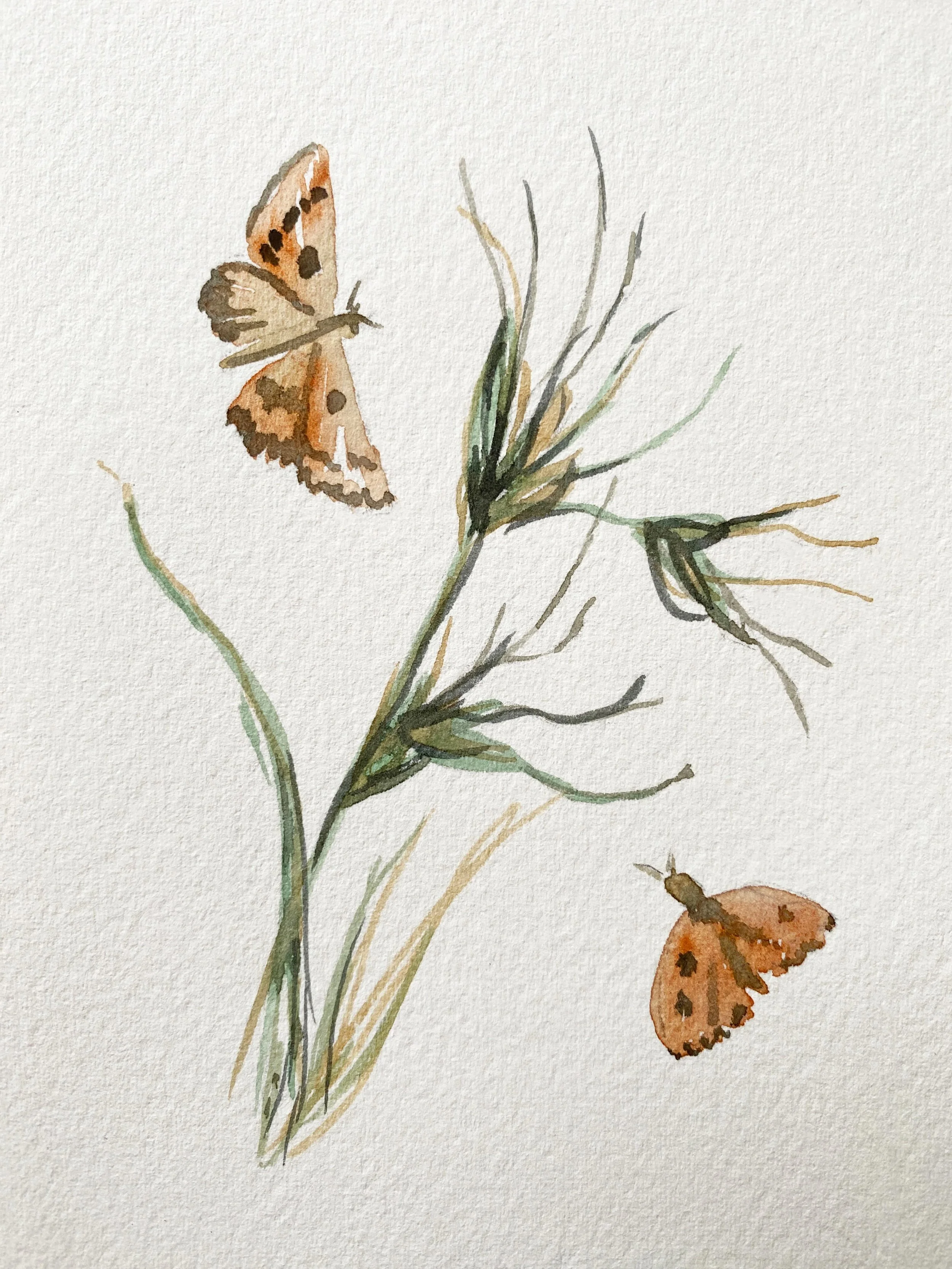 A few vignettes for the Nature on Farms conference 🌾
Yellow-tailed black cockatoo, sugar glider in an old tree hollow, and kangaroo grass with golden sun moths.