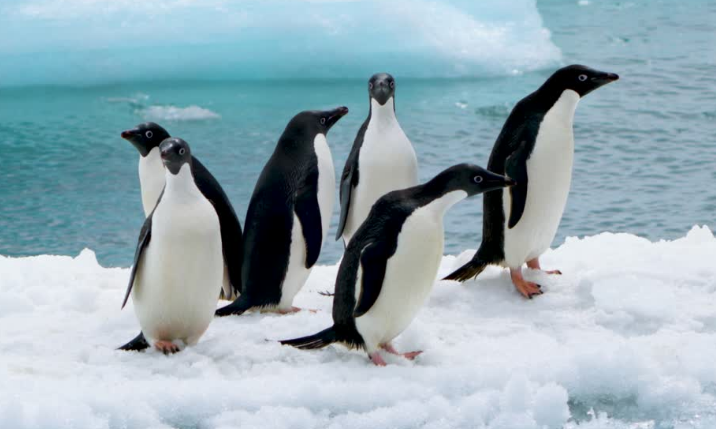 >¿Por qué una empresa de energía solar se preocupa por los pingüinos?