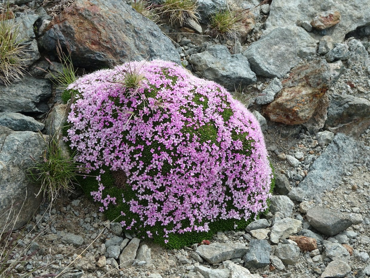 Silene acaulis.JPG