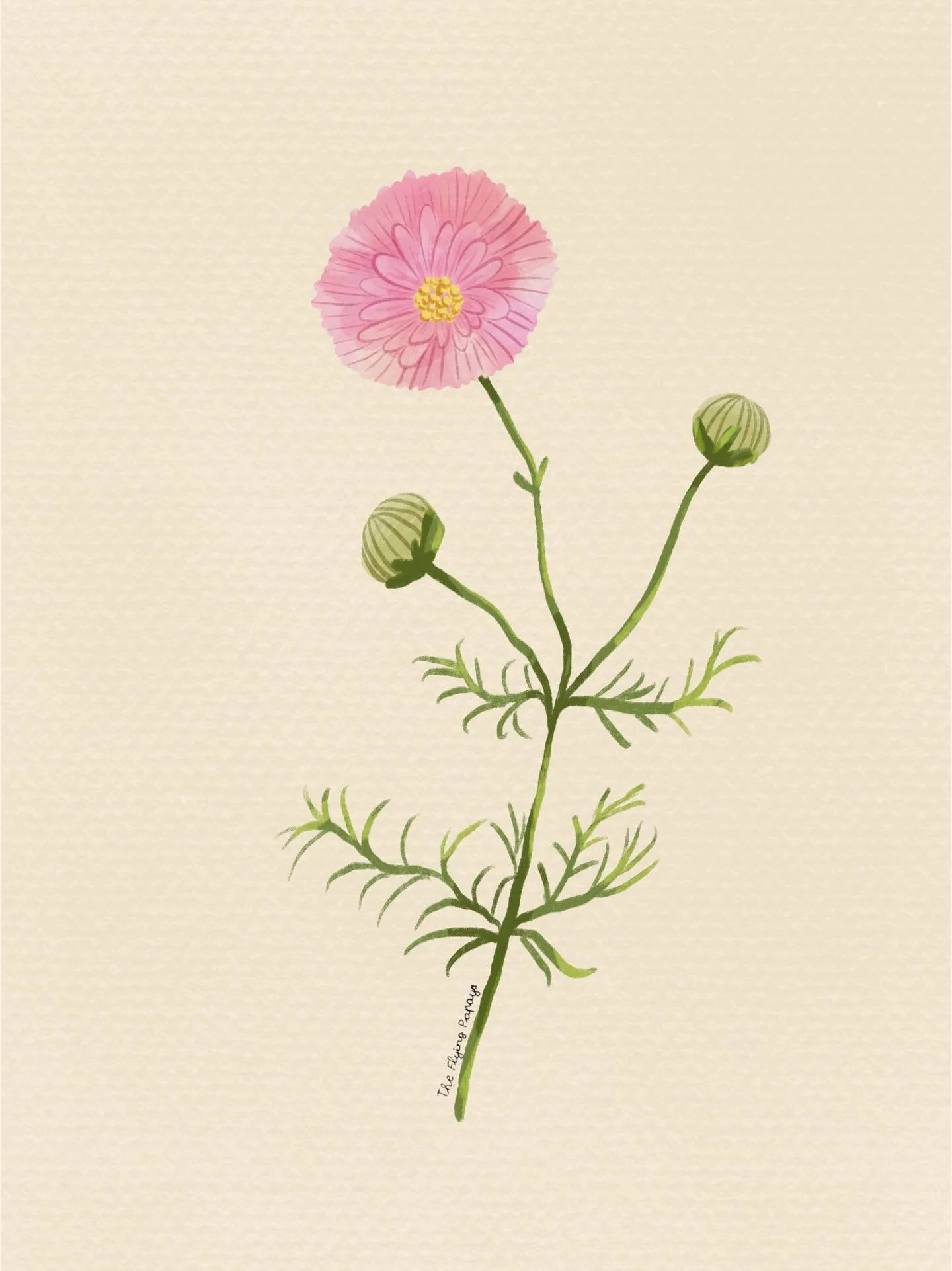 I just bought some cosmos cupcake seeds from @floreagarden, let&rsquo;s see if they turn into flowers I can paint!🎨 🌸 what are you sowing this spring? 

Swipe to see the timelapse video! 

#humanart #humanartist #cosmospainting #digitalpaintings #f