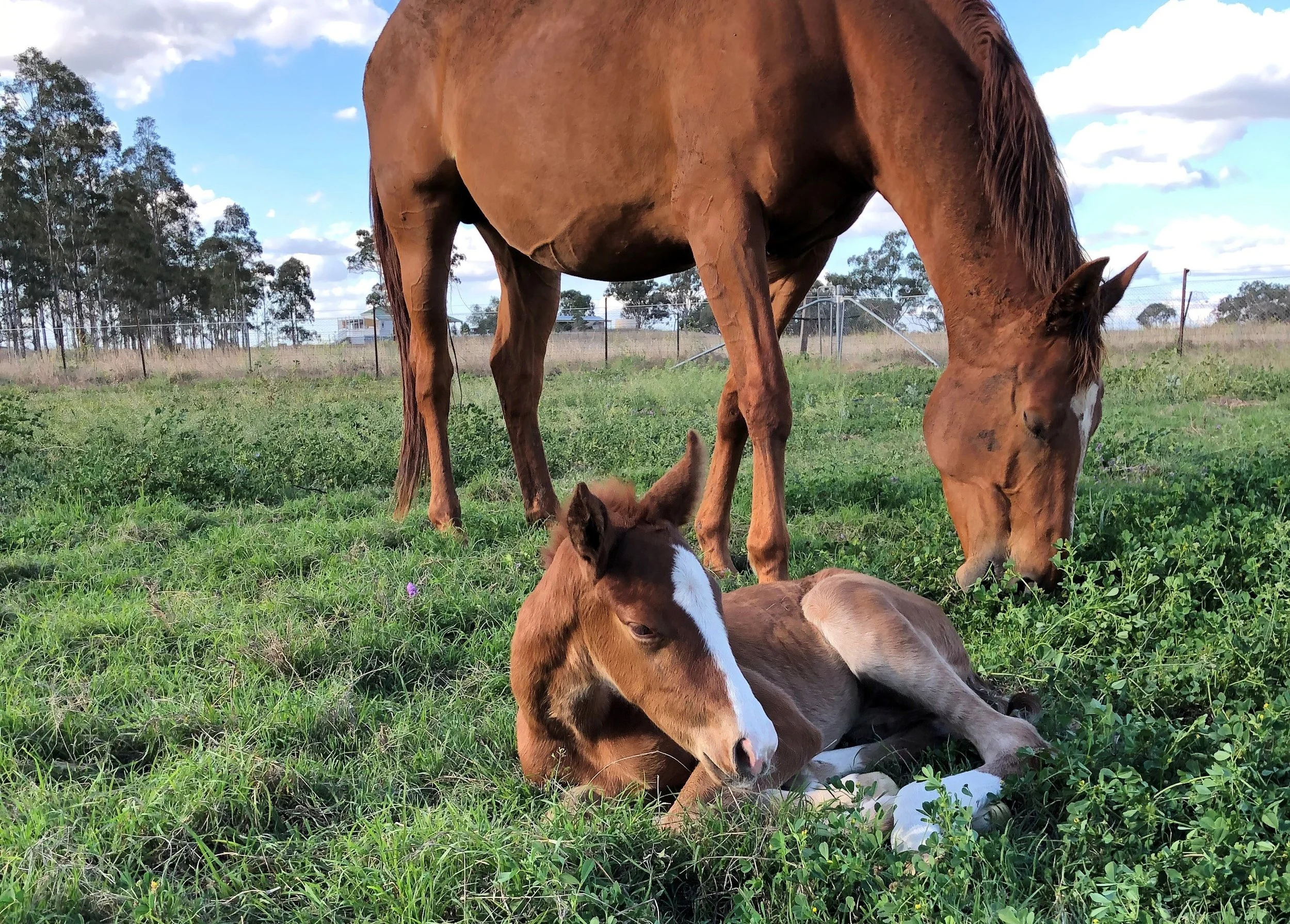TFD Equine Veterinary Services