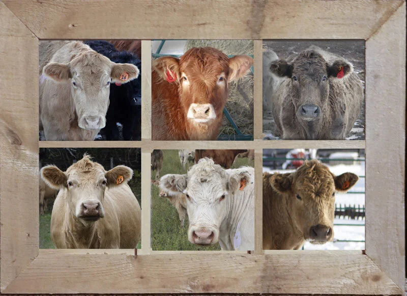 Six in the window, 14" x 30", Giclée on canvas, cedar frame. $375