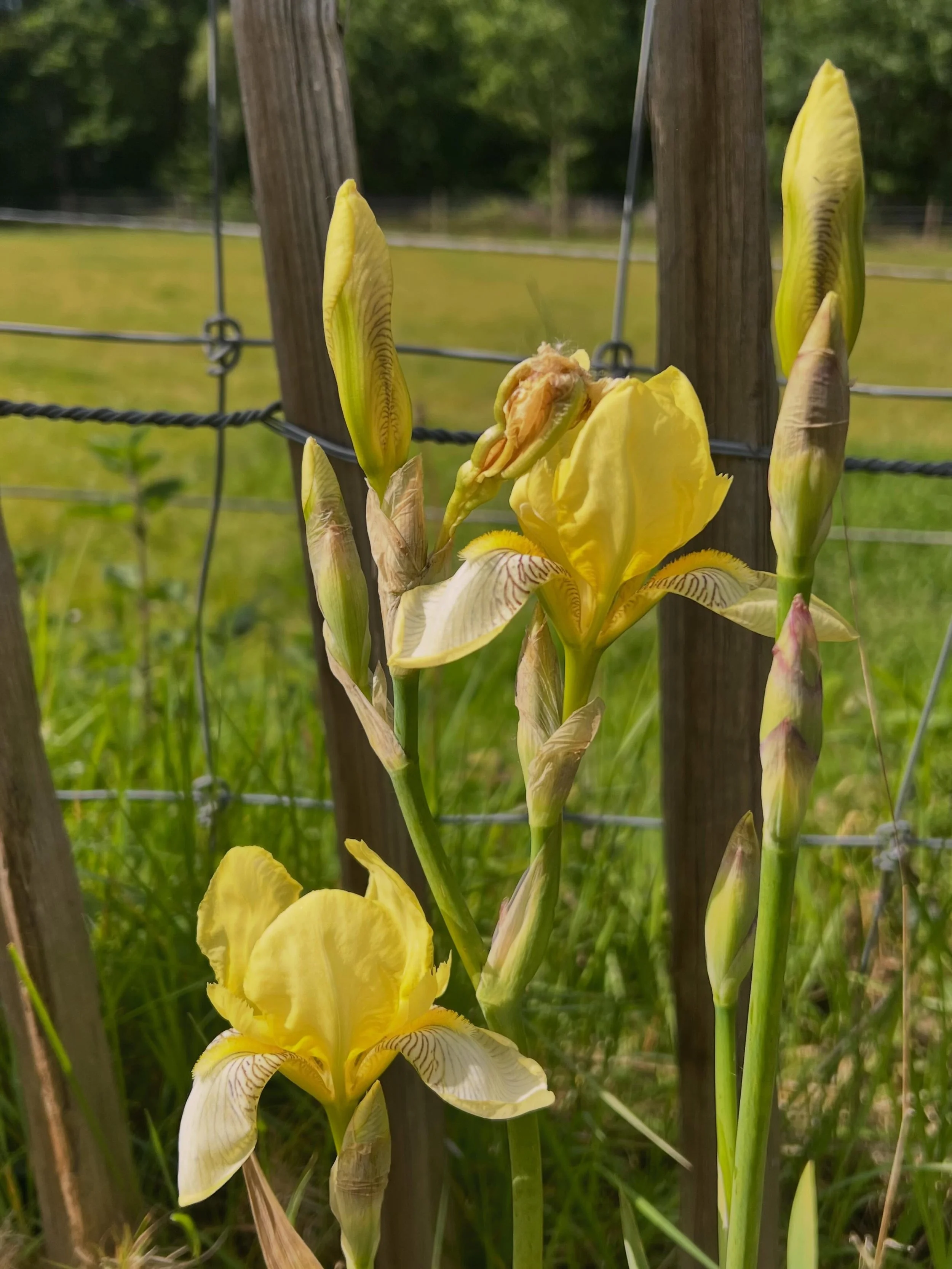 I planted irises at the cabin.
This one just opened.
There&rsquo;s something about tending a place.
Returning to it, working it, patiently but always ever excitedly waiting. 

And then one day finding this. Without even really looking for it. 
My nam