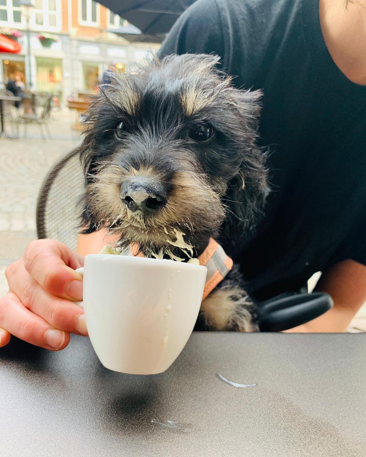 Meet Jean-Pierre (JP voor de vrienden) het nieuwste Beansteamlid! 🥰 Zijn lievelingsdrankje is een puppuccino en naast terrasjes doen houdt hij ervan om achter veters te lopen 🐾 #2800love #beansmechelen