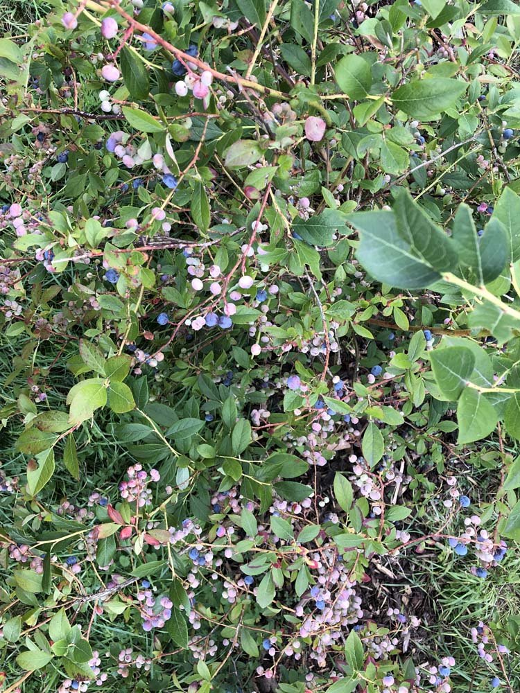 Blaubeeren pflücken in Nermins Garten