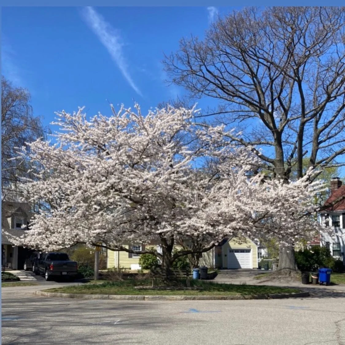 Behold this gorgeous cherry tree off Sims Road in Wollaston! Cherries can reach 20-50 feet tall and 20-50 feet wide. Best not to plant on crowded sidewalks or under power lines. This one is a city tree, planted in a cul-de-sac, so it has plenty of ro