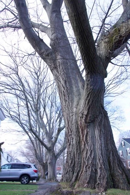 107 Sims Road tree - height (1).jpeg