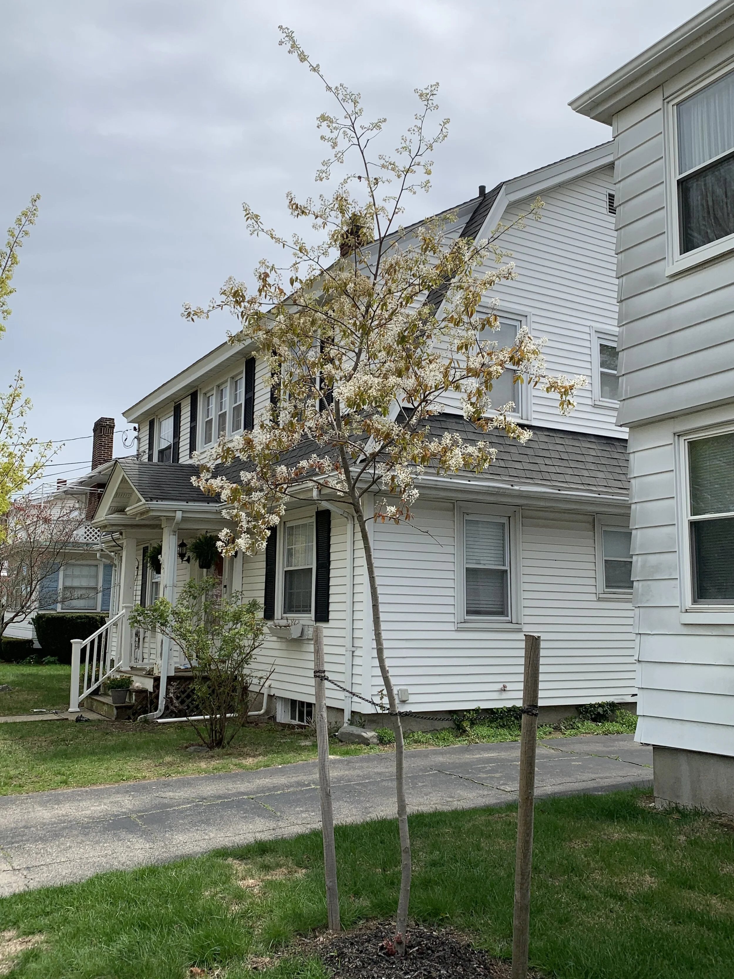 Trees — Quincy Tree Alliance