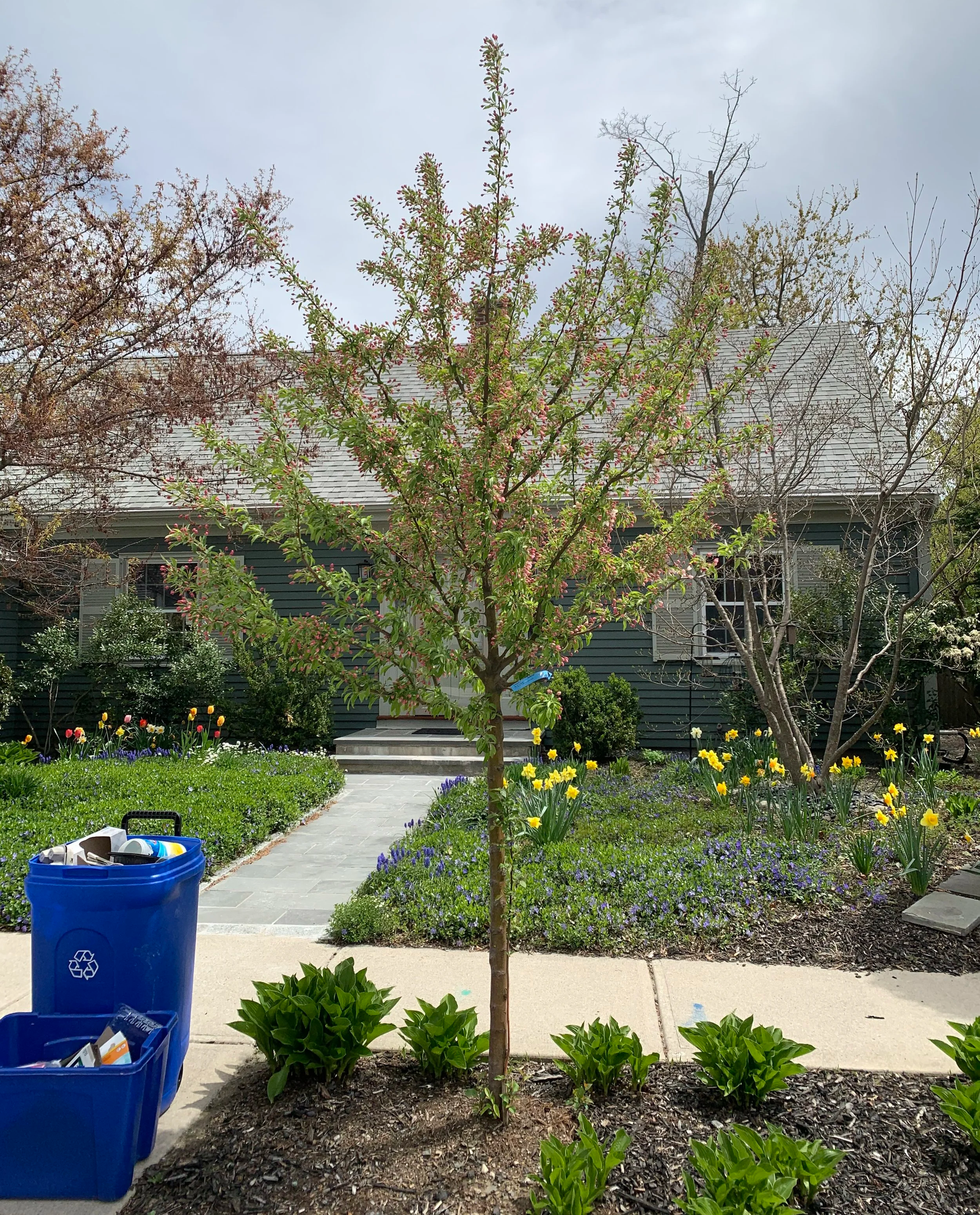 Library Talk: Community Trees of Quincy