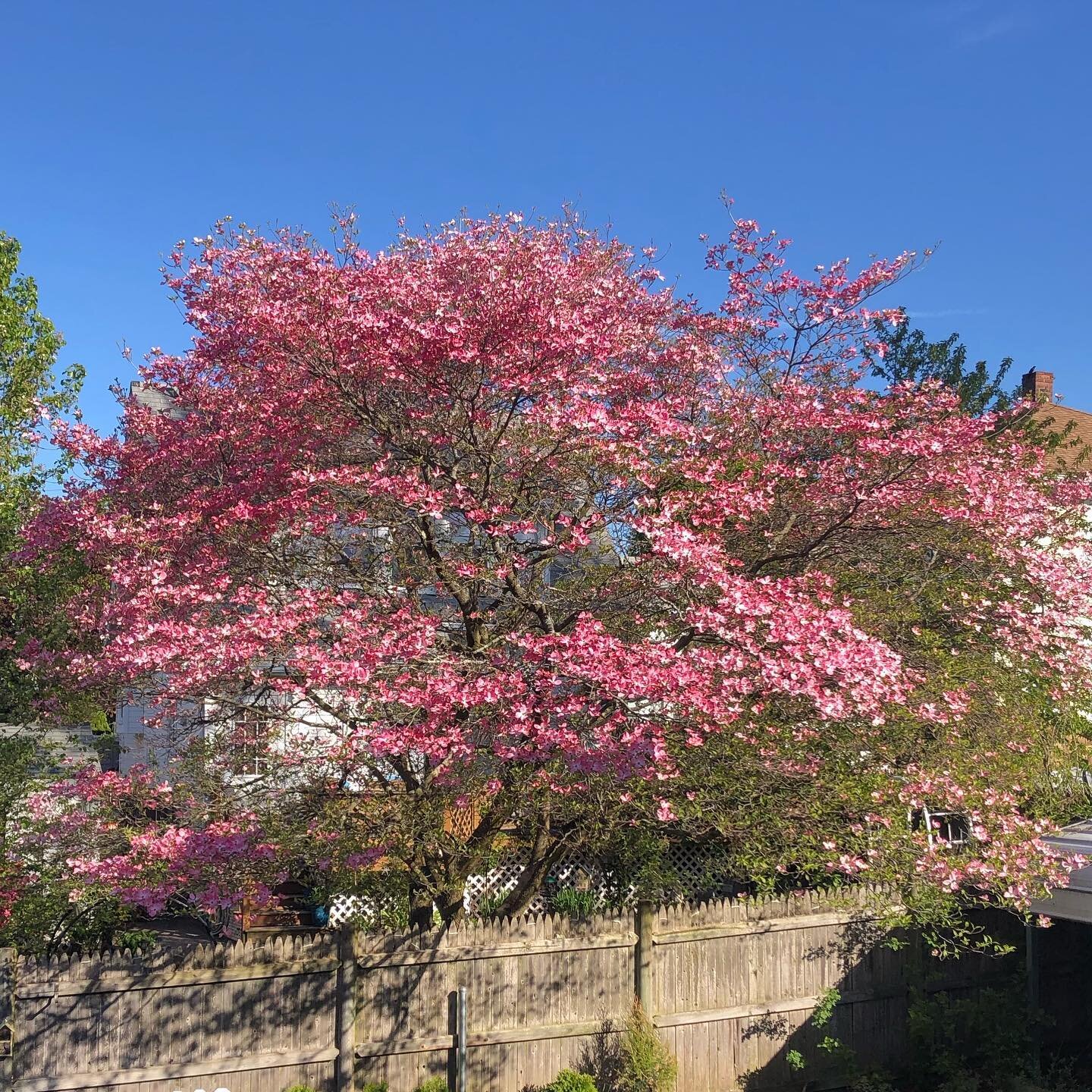 No filters needed here! The dogwoods are in full bloom in Quincy, and boy are they showstoppers! Dogwoods have been used for medicinal purposes for centuries, thanks to their tannin-rich bark. The name “dogwood” originated in England in 1548. Cornus
