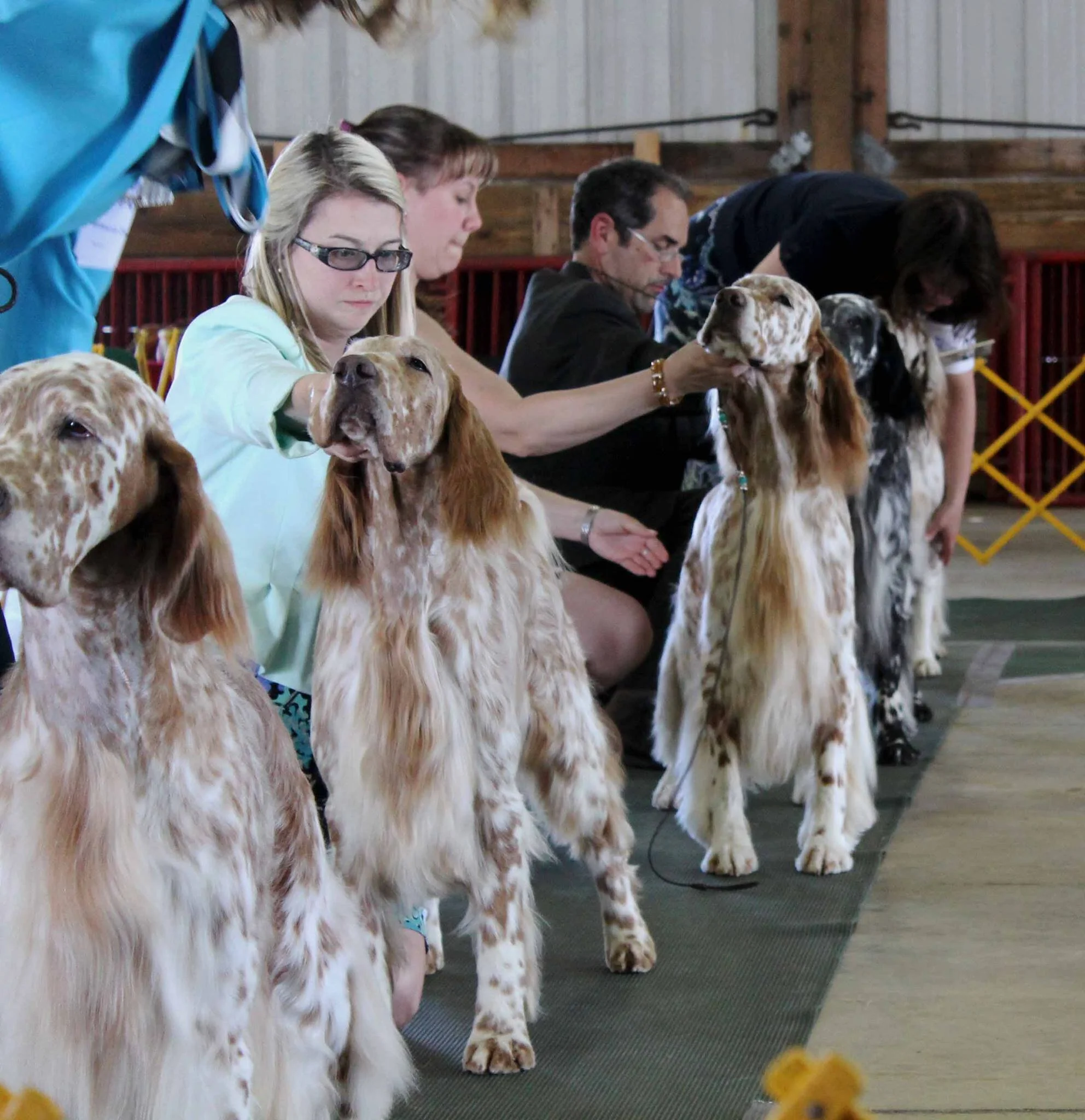 Second Dog in Lineup