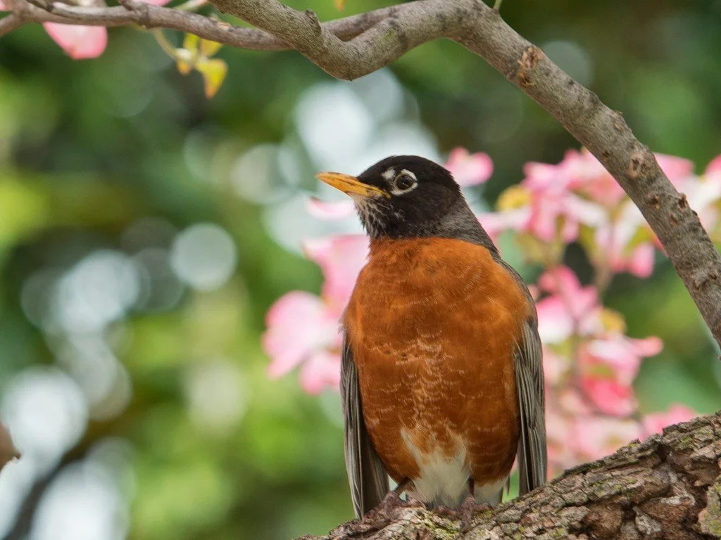 Robins: Spring Messengers of Joy
