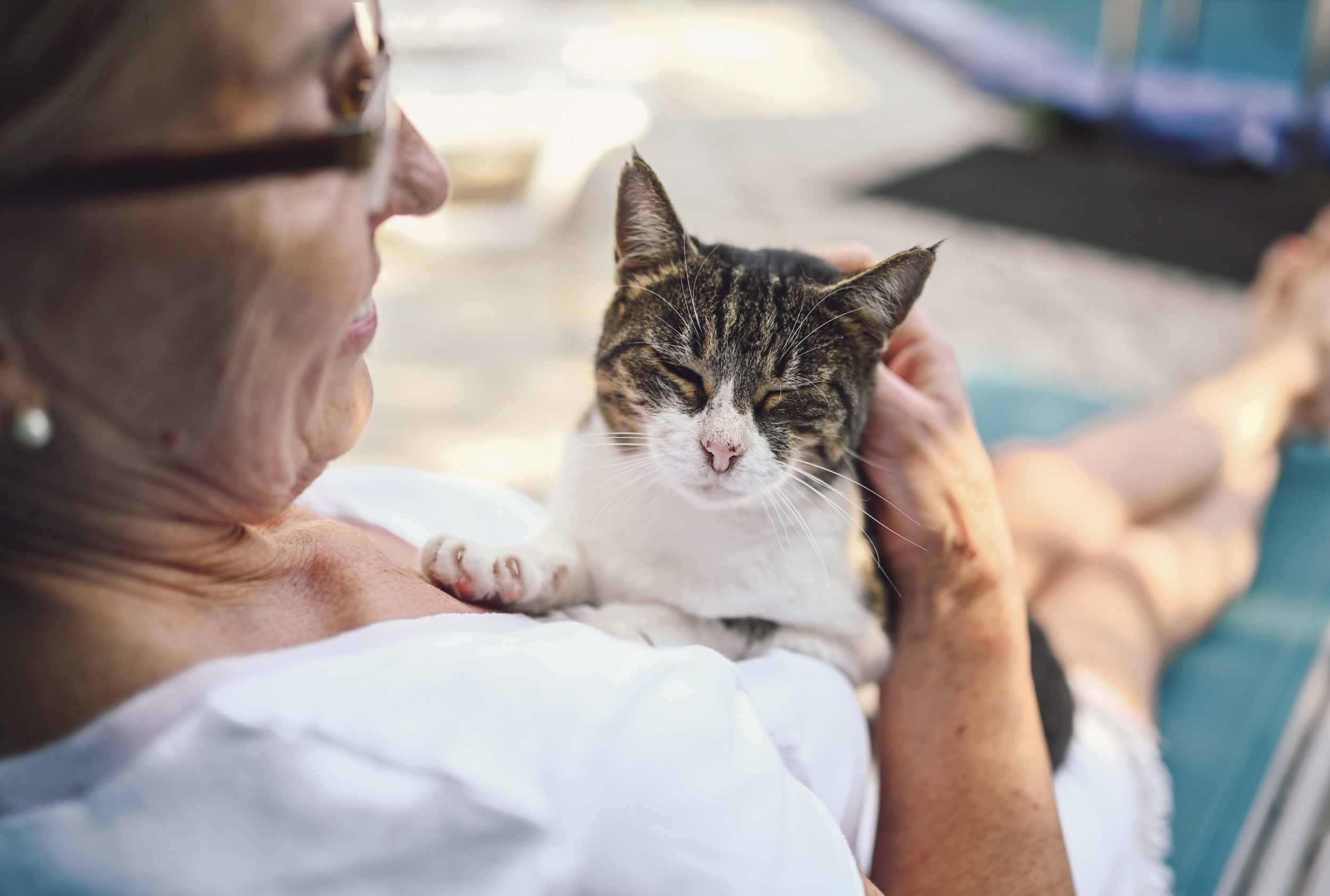 A Cat Owner’s Guide to “Feline” Groovy