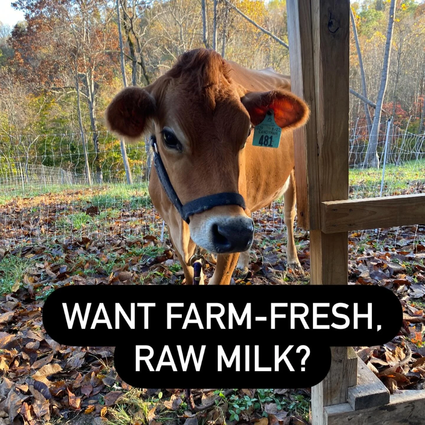 Have you ever wondered where your milk comes from? 🥛 Our cow share program brings you closer to the source, giving you access to raw, farm-fresh milk straight from our family to yours. 🐄💛 Curious about joining? We&rsquo;re opening a limited number