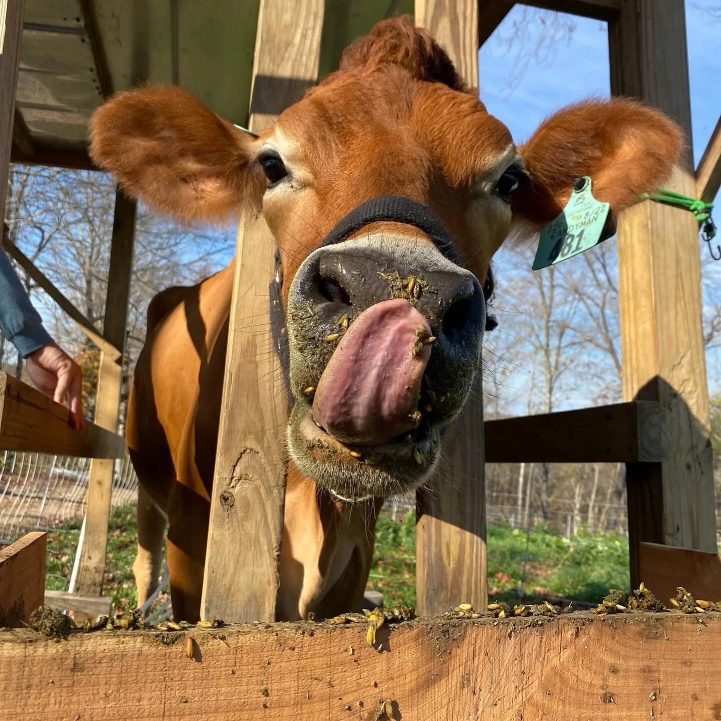 🐄
&ldquo;Excuse me, hooman&hellip; do you MIND? I&rsquo;m busy being fabulous!&rdquo;

Maple here is clearly the boss during milking time, and let&rsquo;s be honest&mdash;she knows it. From her perfectly styled hair to that tongue-out moment, she&rs