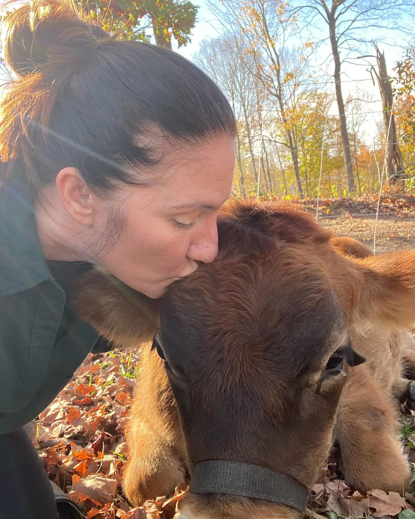 Y&rsquo;all, this little guy has stolen my heart! 🐄💛 Life on the farm is full of moments like this, where the beauty of creation and connection is so tangible. Cash is a sweet reminder of why we do what we do here at Leipers Creek Farm.

Whether it