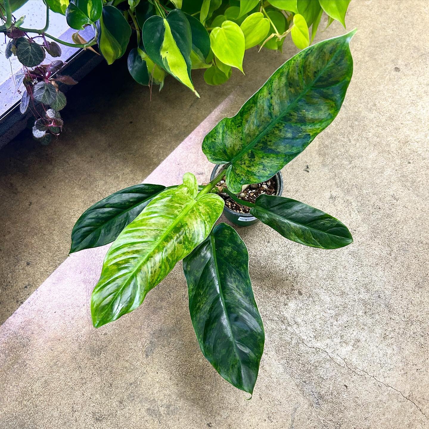 Talk about 👀!!! And much 😮! What does that even mean you say?!? Look around, and find out! Shop! Eleven 2 🖐️

📸 - Philodendron &lsquo;Subhastatum Variegata&rsquo;

#catalinaplantco #philodendronsubhastatumvariegata #philodendron #chicagoplantshop