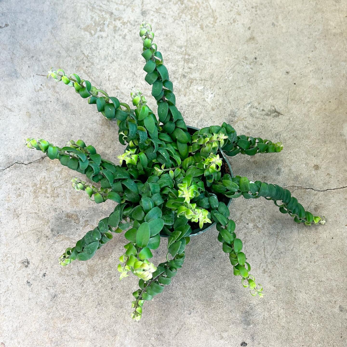 Sometimes you want curly fries, but they only have regular fries! 😤 Hold out, get your curlies! 😎 Seee youuu 11-5:30!

📸 - Curly Lipstick Plant (Aeschynanthus Radicans)

#catalinaplantco #curlylipstickplant #aeschynanthus #chicagoplantshop #chicag