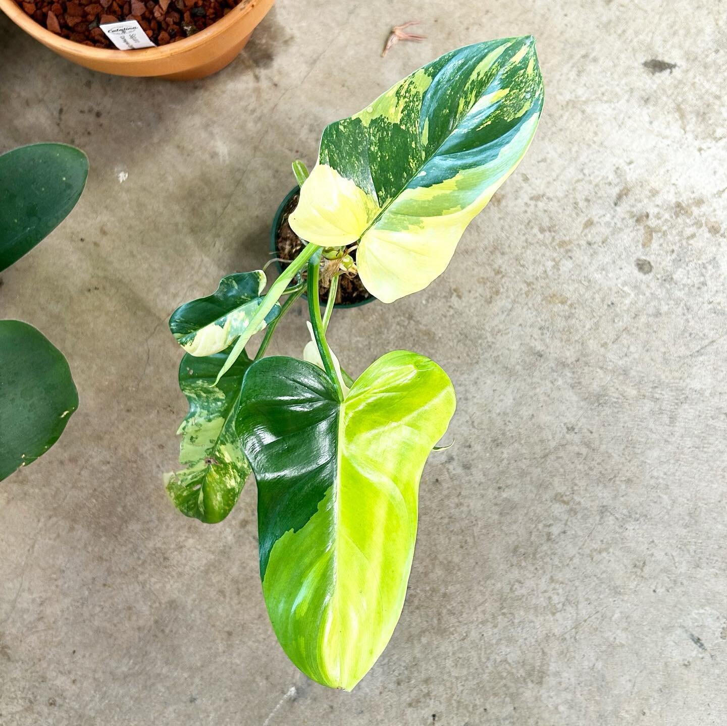 It&rsquo;s Filodendron Friday again! Let&rsquo;s celebrate by giving all of your philo&rsquo;s high fives and tell them how nice they look! 😎 Shop&rsquo;s really really open 11-5:30!

📸 - Philodendron &lsquo;Bipennifolium Variegata&rsquo;

#catalin