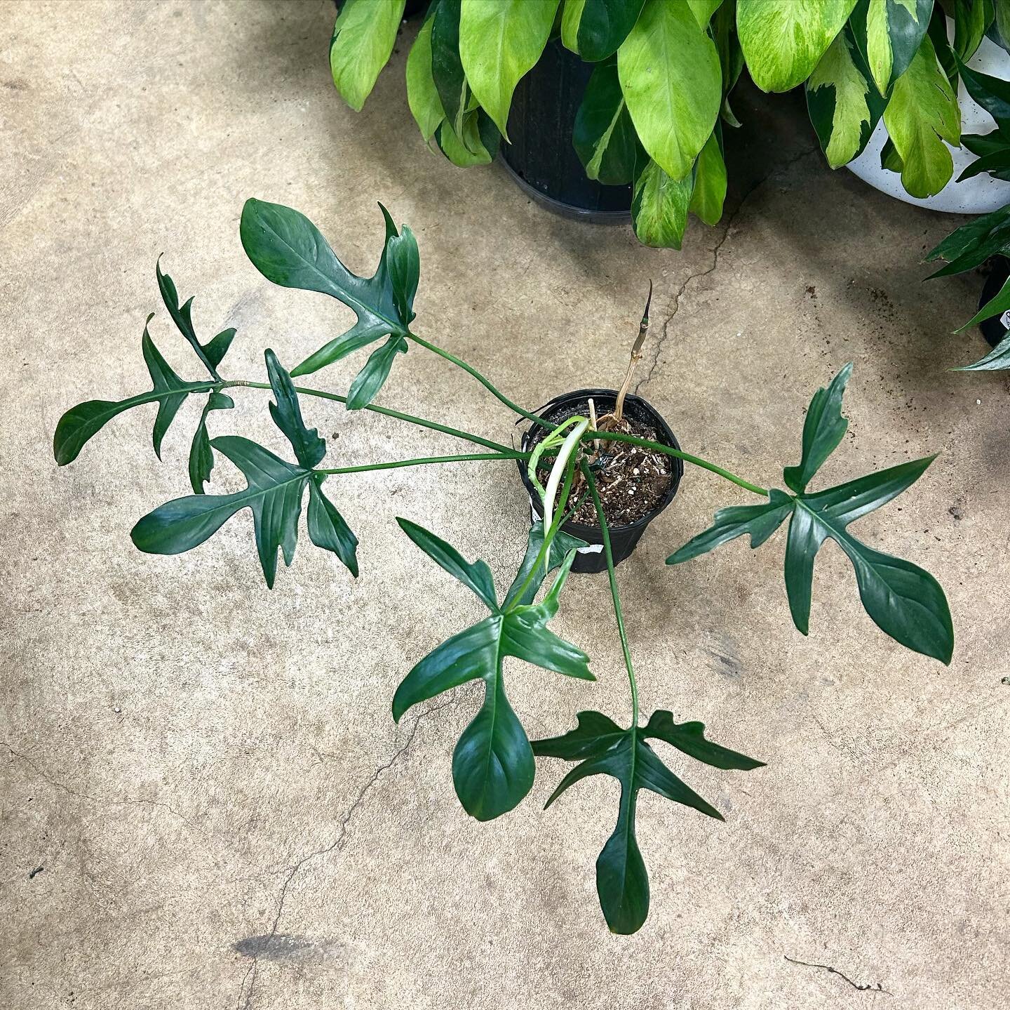 I really like how literal this plant is. (Philodendron &lsquo;Florida Narrow&rsquo;). Florida is narrow, this plant is narrow. Florida man may come at you wielding a sword, same with this guy. 🤷&zwj;♂️ Shop&rsquo;s wielding plants 11-5! 

No offense