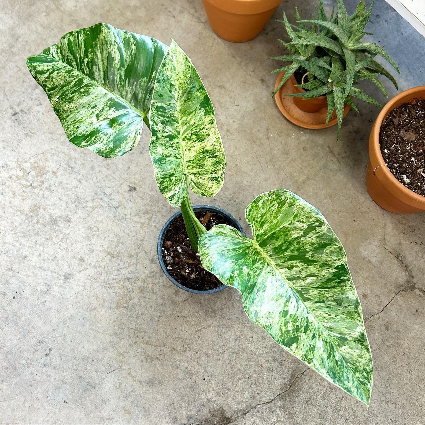 Today&rsquo;s forecast: Hot with 100% chance of blizzard! 😎 Hey! Shop&rsquo;s open 12-5:30!

Lotza new plants in as usual!

📸 - Philodendron &lsquo;Giganteum Blizzard&rsquo;

#catalinaplantco #philodendrongiganteumblizzard #philodendron #chicagopla