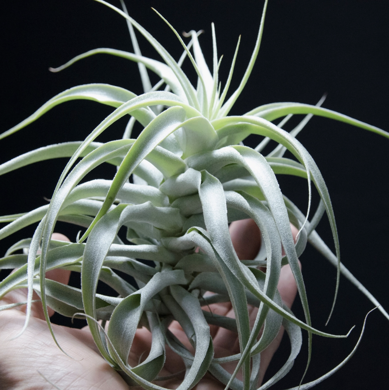 Tillandsia Cacticola Long Form Silver