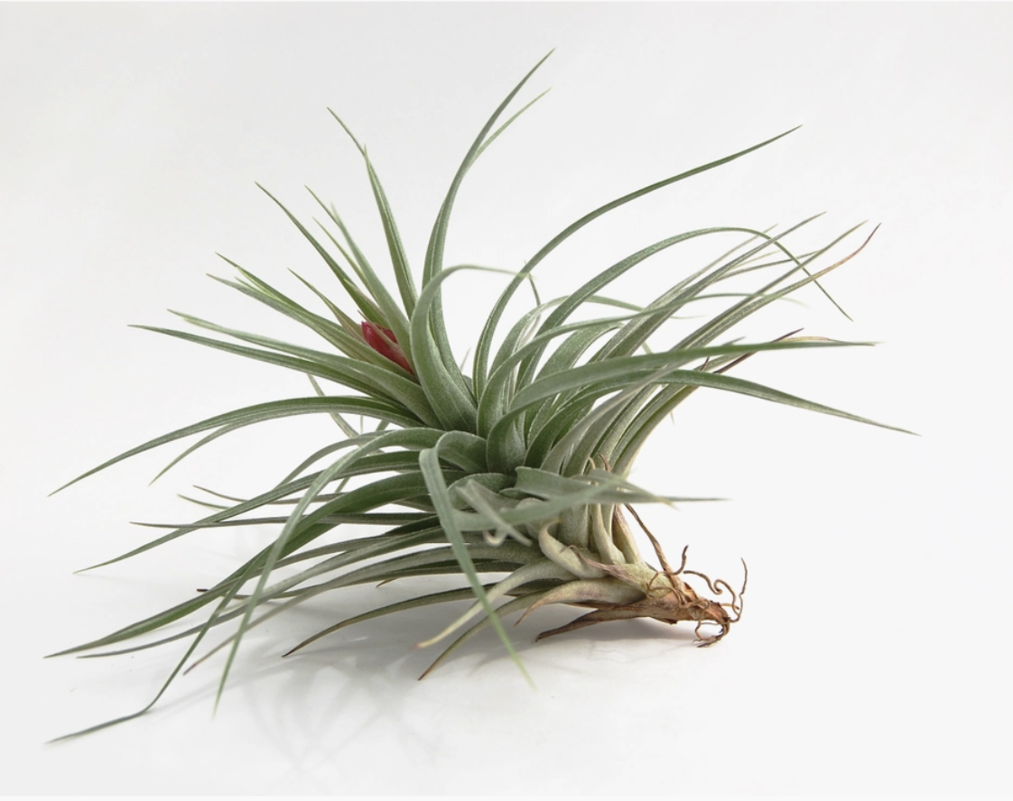 Tillandsia Aeranthos Stricta (Blooming)