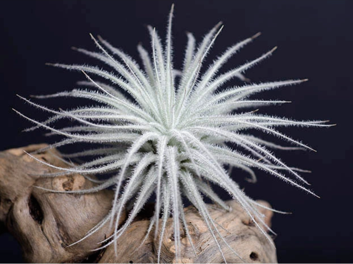Tectorum (Rare)
