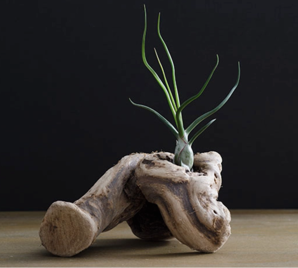 Tillandsia Bulbosa
