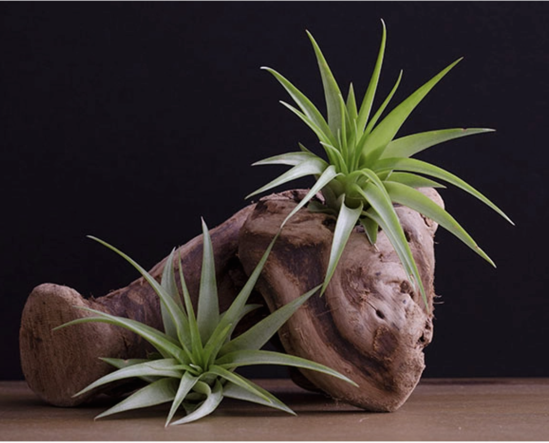 Tillandsia Brach Multiflora