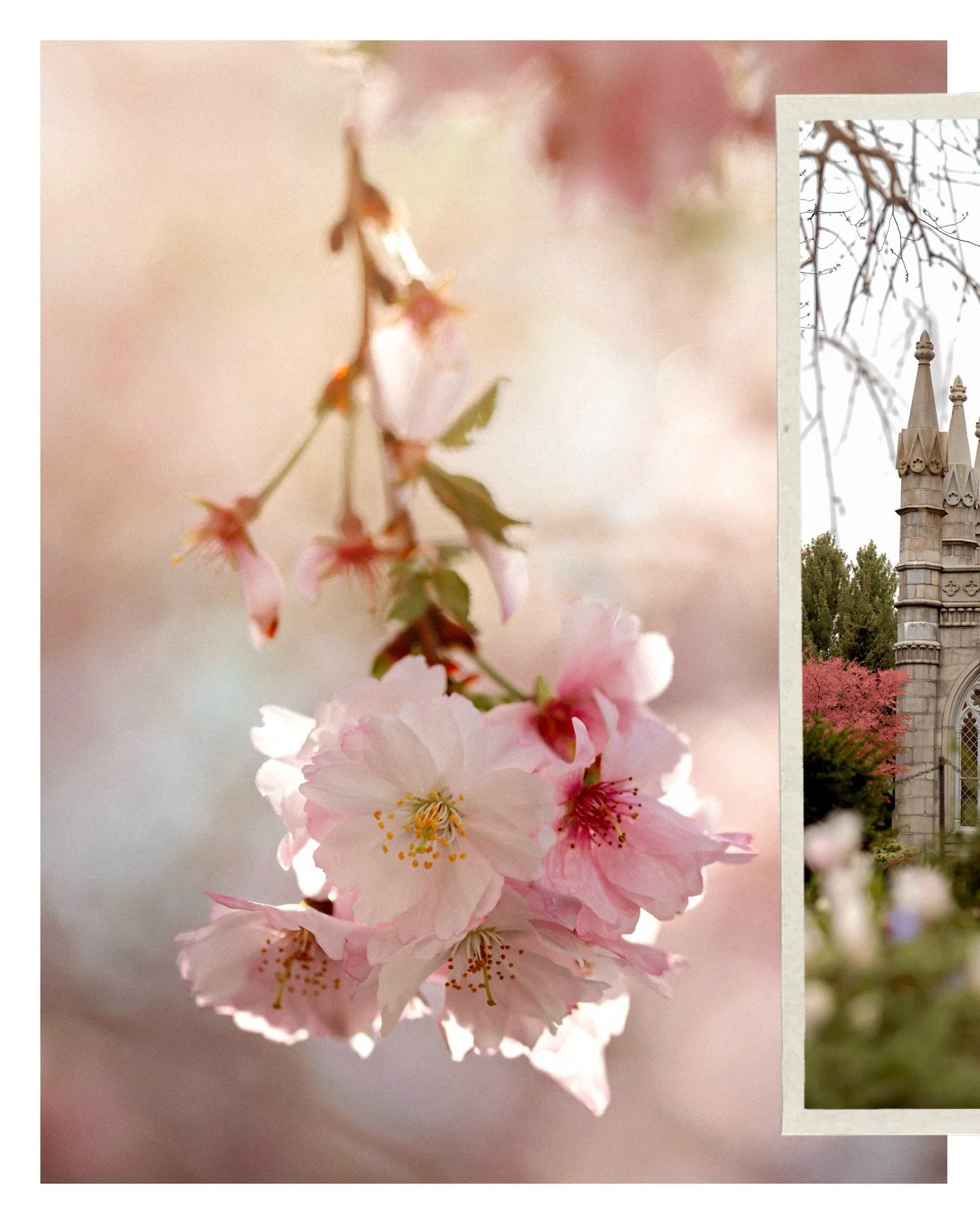 Spring, you&rsquo;ve been missed. Welcome back, babe. 

🌸🌸🌸