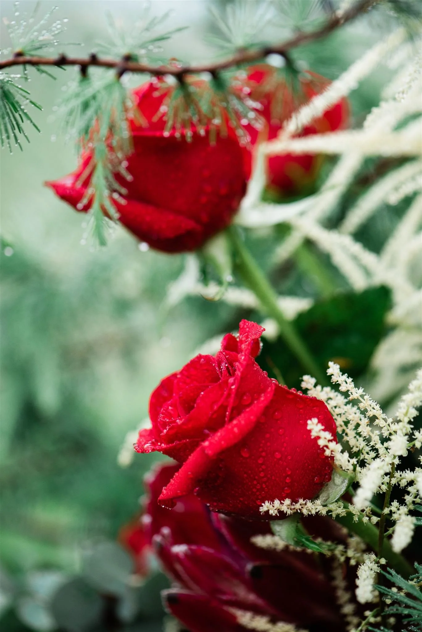 one dozen red roses all dressed up!  (no vase included)