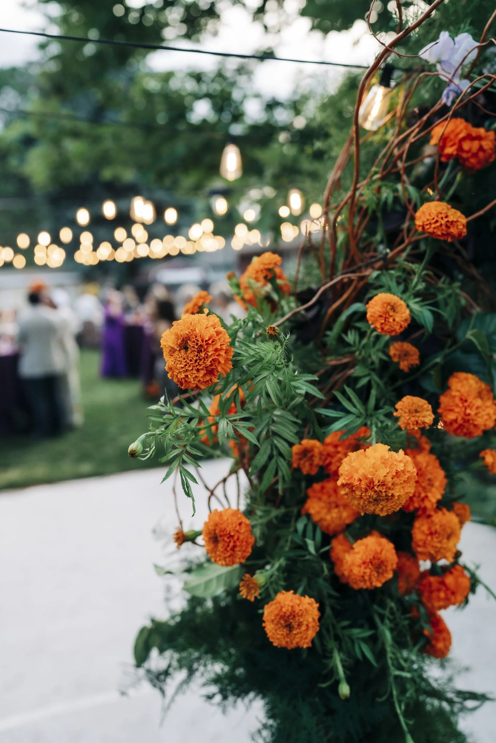 Close-up view of orange marigold flowers with blurred outdoor event in the background, including hanging string lights and people gathering.