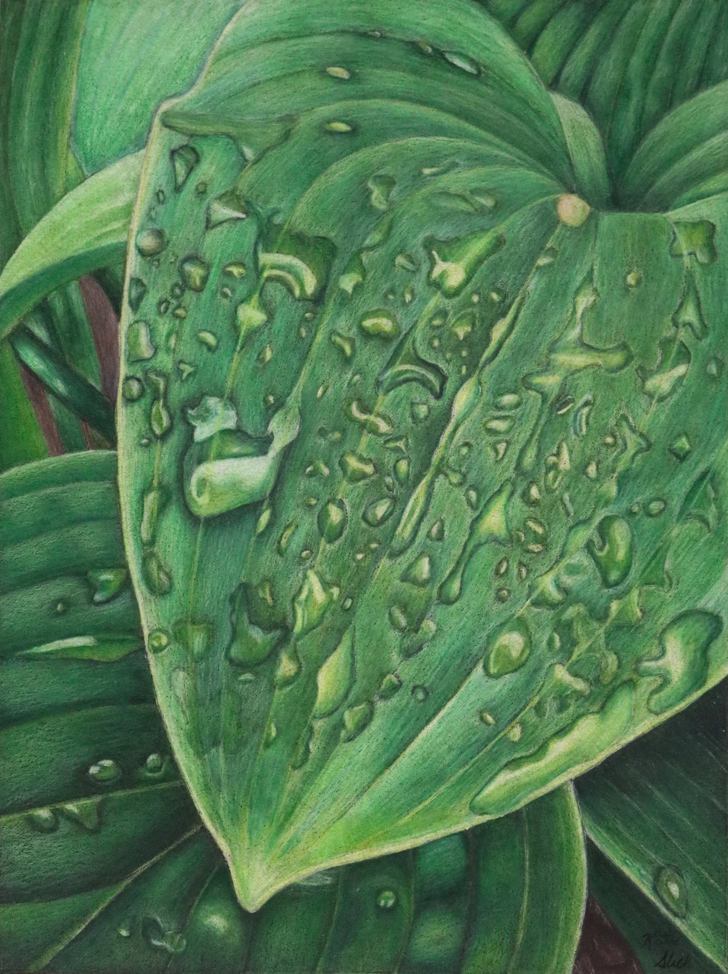 Detailed colored pencil drawing of a green hosta leaf covered in water droplets.