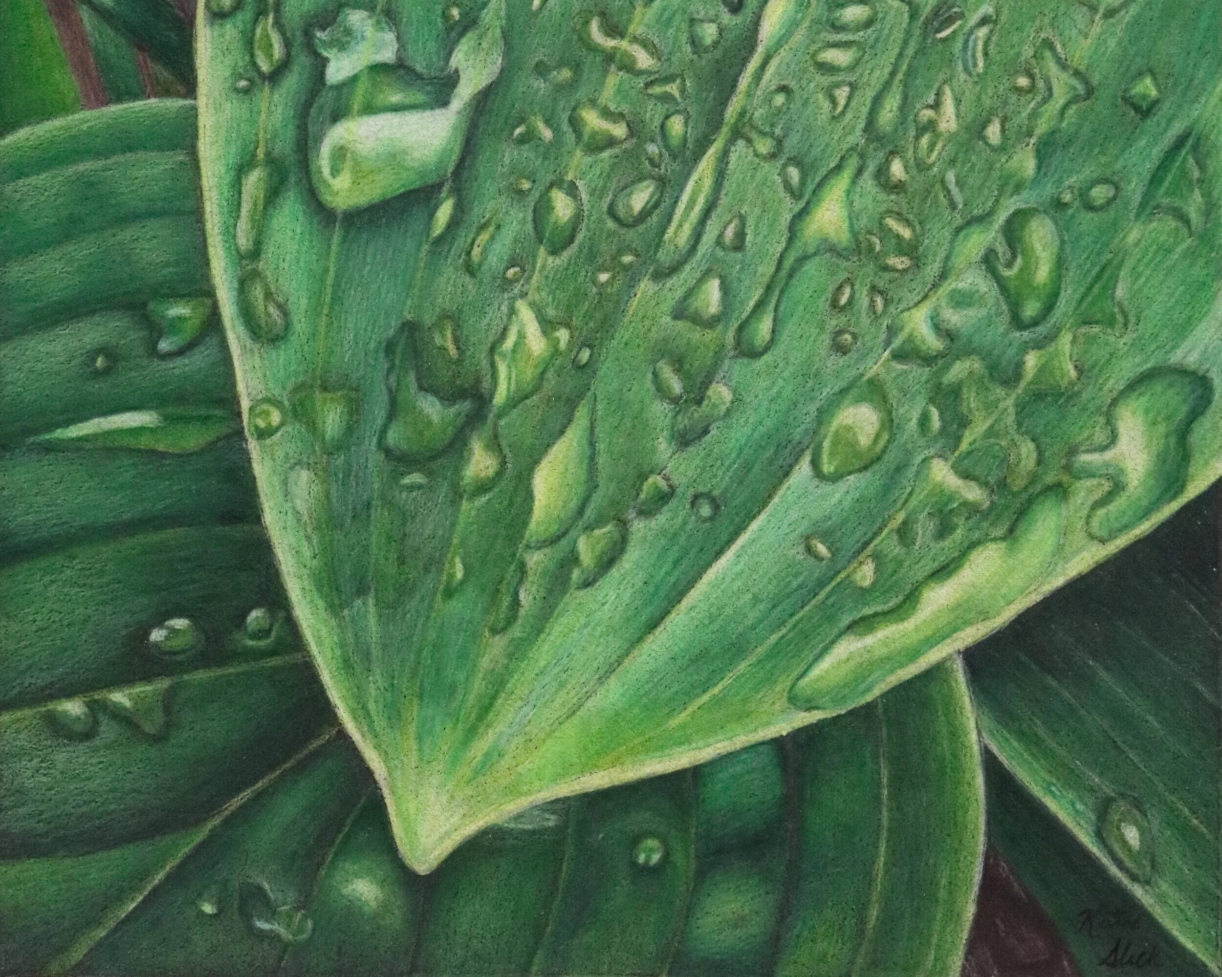Hosta